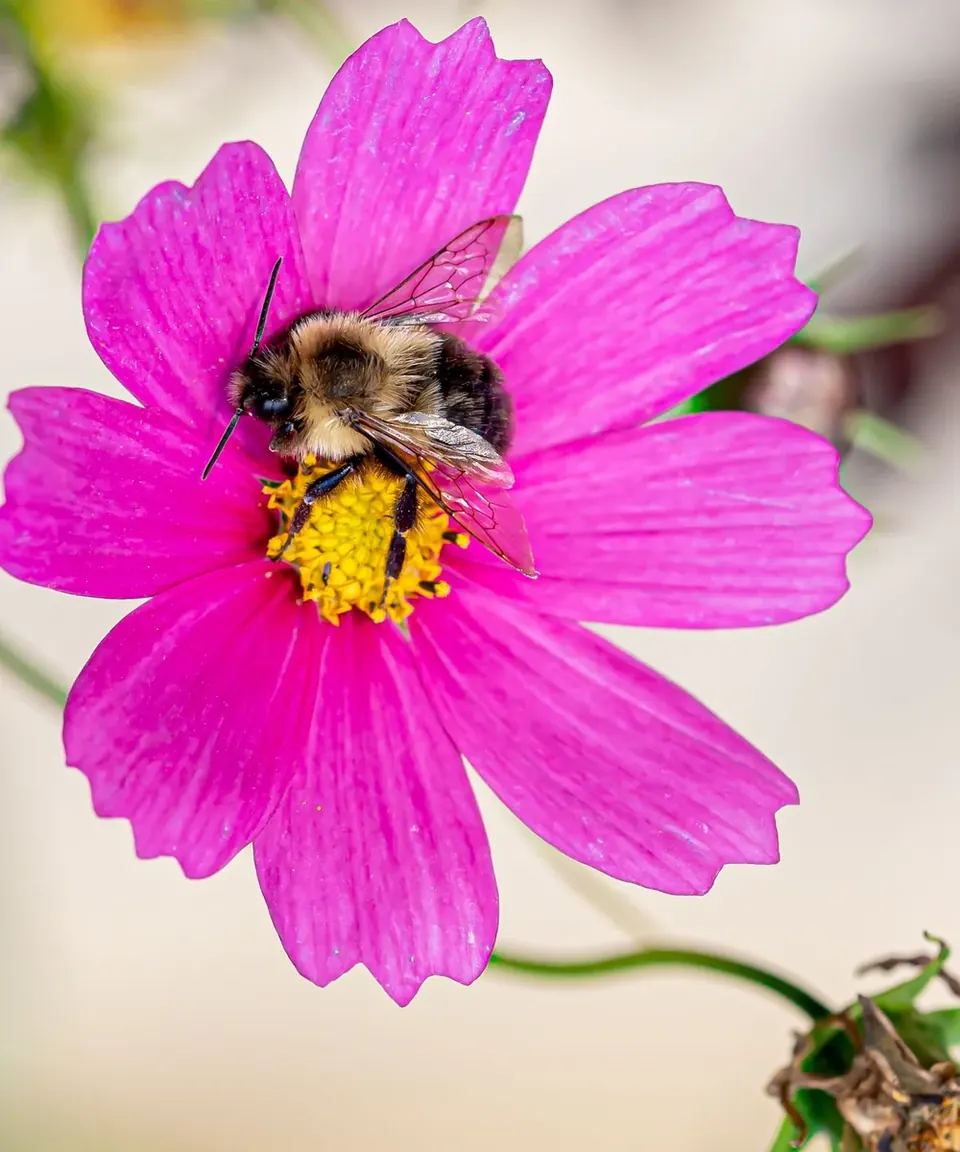 Bee gathering pollen from a flower
